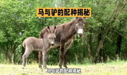 驴马交配视频,罕见交配视频背后的科学之谜